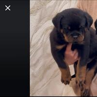 Rottweiler cucciola femmina con pedigree
