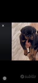 Rottweiler cucciola femmina con pedigree