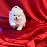 Splendidi cuccioli di Pomerania vari colori