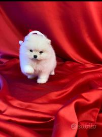 Splendidi cuccioli di Pomerania vari colori