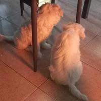 Cane maltese