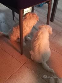 Cane maltese