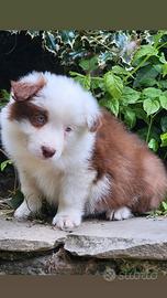 Border collie cucciolo occhi blu