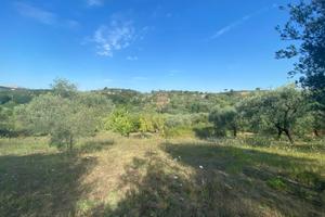 TERRENO DI 3,350 mq. A PALOMBARA