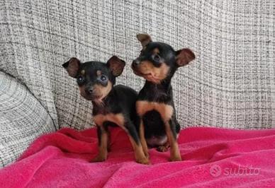 Pinscher taglia mini (maschi)