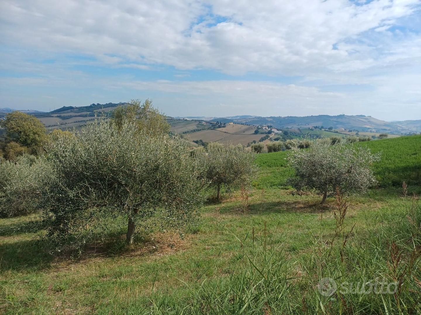 Terreno agricolo con ulivi a Ponzano di Civitella - Vista 5