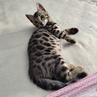 Bengala cucciolo