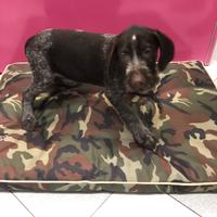 Drahthaar cucciolo maschietto con pedigree