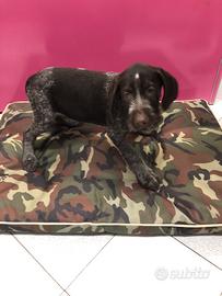 Drahthaar cucciolo maschietto con pedigree