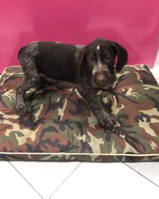 Drahthaar cucciolo maschietto con pedigree