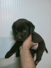 Cucciolo di labrador cioccolato con pedigree