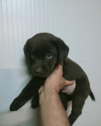 Cucciolo di labrador cioccolato con pedigree
