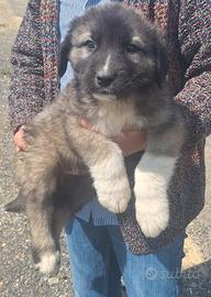 A pastore del Caucaso