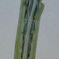 Piantine carciofo bianco di Pertosa/Auletta (SA)