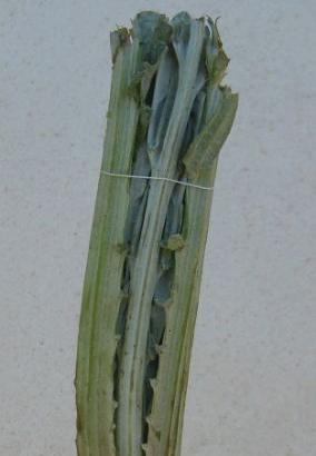 Piantine carciofo bianco di Pertosa/Auletta (SA)