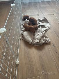 Barboncini red mismark