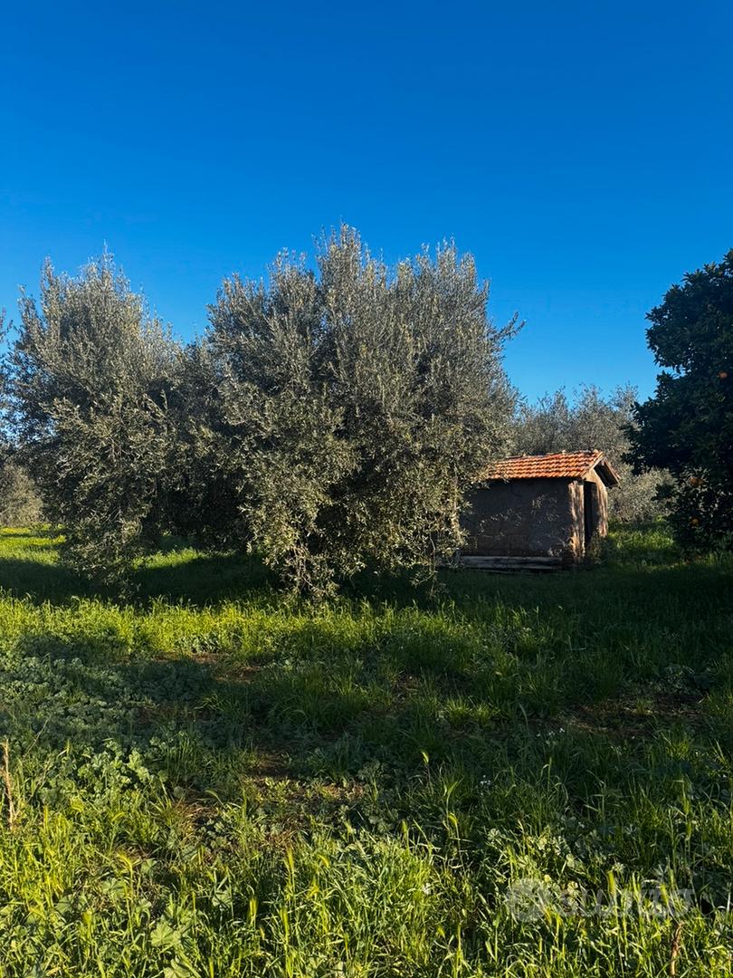 Terreno agricolo 15000 mt - Ansicht 5