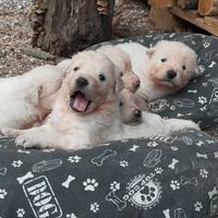 Cuccioli di pastore maremmano abruzzese