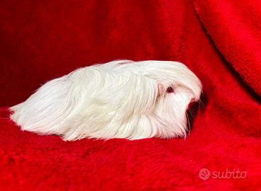 Porcellini d'india cavie di razza