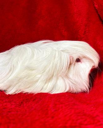 Porcellini d'india cavie di razza