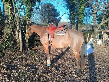 Cavallo anglo arabo tolfetano