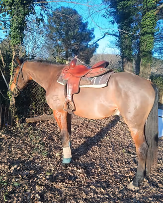 Cavallo anglo arabo tolfetano