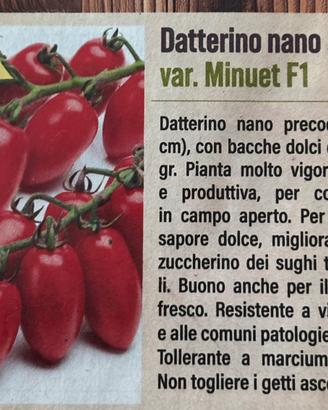 Semi pomodori