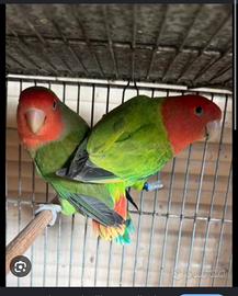 Inseparabili