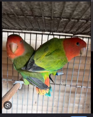 Inseparabili