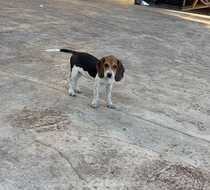 Cuccioloni di Beagle