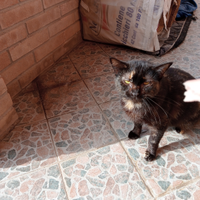 X chi vuole adottare questo gattino