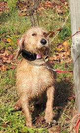 Segugio dell'appennino cravin Piemontese