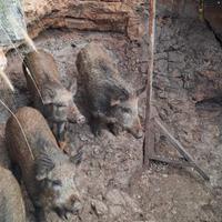 Chinghiale di 3 mesi