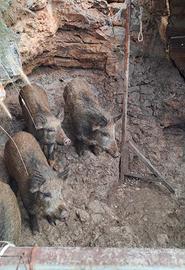 Chinghiale di 3 mesi