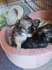 Chihuahua cuccioli