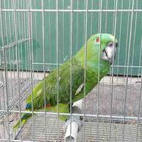 Pappagallo amazzone testa gialla