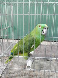 Pappagallo amazzone testa gialla