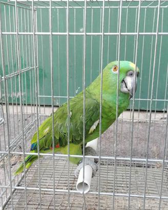 Pappagallo amazzone testa gialla