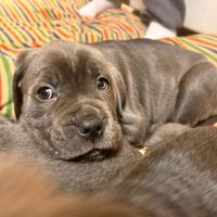 Cuccioli di cane corso