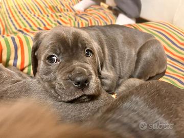 Cuccioli di cane corso