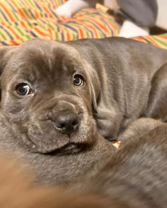 Cuccioli di cane corso