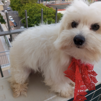 Maltese