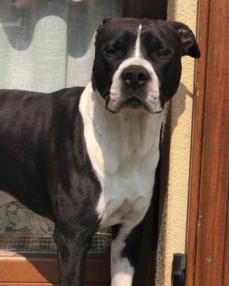 Amstaff simba