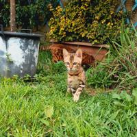 Cucciolo di gatto del Bengala
