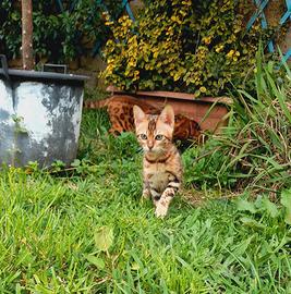 Cucciolo di gatto del Bengala