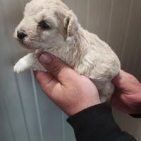 Maltipoo cucciolina dolcissima