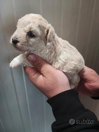 Maltipoo cucciolina dolcissima