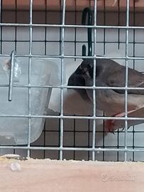 Diamantini guancia nera