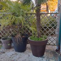 PALME E PIANTE IN VASO O DA SPIANTARE 