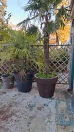 PALME E PIANTE IN VASO O DA SPIANTARE 
